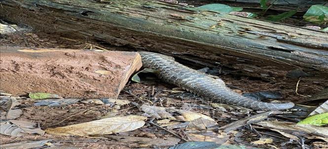 A Sunda pangolin is released into nature. Photo by courtesy/VNA