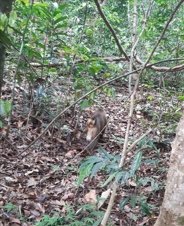 The pig-tailed macaque (Macaca leonina) is released into nature. Photo by courtesy/VNA
