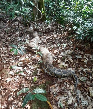 The reticulated python (Python reticulatus) is released into nature. Photo by courtesy/VNA