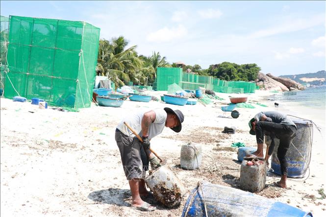 Hàng trăm lồng nuôi tôm hùng hàng ngày được đưa vào vùng biển thuộc xã Cam Lập để vệ sinh lồng. Trong quá trình này, chất thải như túi nylon, lưới tôm hùm, thức ăn thừa của tôm (bao gồm vỏ sò và vỏ ốc), thùng nhựa bị đổ trực tiếp xuống bãi biển. Ảnh: Đặng Tuấn -TTXVN 