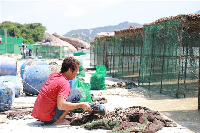 Sau mỗi năm nuôi thủy sản trên biển, thu hoạch xong, các lồng bè được kéo vào bờ để sửa chữa, làm vệ sinh, chỉnh trang chuẩn bị cho vụ nuôi tiếp theo. Ảnh: Đặng Tuấn -TTXVN 