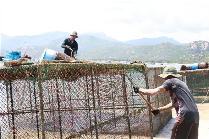 Sau mỗi năm nuôi thủy sản trên biển, thu hoạch xong, các lồng bè được kéo vào bờ để sửa chữa, làm vệ sinh, chỉnh trang chuẩn bị cho vụ nuôi tiếp theo. Ảnh: Đặng Tuấn -TTXVN 
