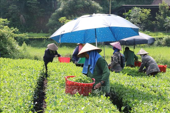 Người dân xã Văn Hán (Đồng Hỷ, Thái Nguyên) thu hái chè sản xuất theo tiêu chuẩn hữu cơ. Ảnh: Hoàng Nguyên - TTXVN