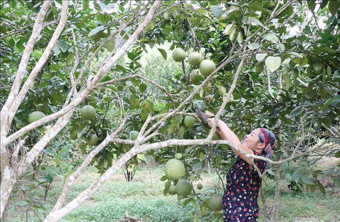 Nhiều hộ dân ở xã Văn Hán (Đồng Hỷ, Thái Nguyên) trồng bưởi da xanh mang lại hiệu quả kinh tế cao. Ảnh: Hoàng Nguyên - TTXVN