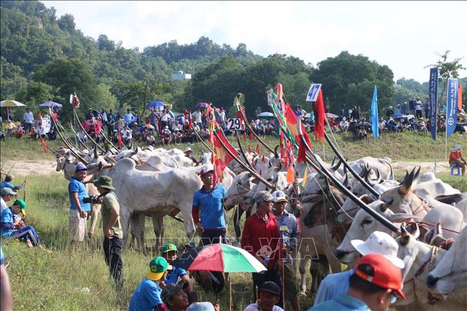 Các đôi bò chuẩn bị tranh tài tại Hội đua bò Bảy Núi An Giang năm 2023. Ảnh: Công Mạo-TTXVN 