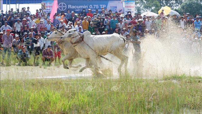 Đôi bò bứt tốc về đích. Ảnh: Công Mạo-TTXVN