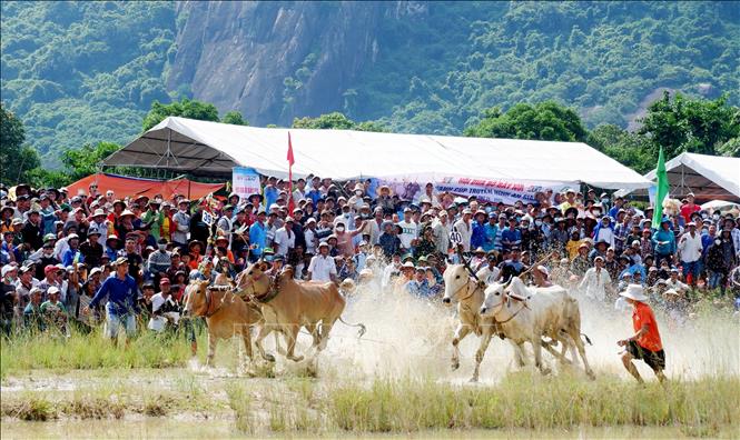 Bắt đầu vòng thả, các đôi bò bứt tốc mạnh mẽ để về đích. Ảnh: Công Mạo-TTXVN
