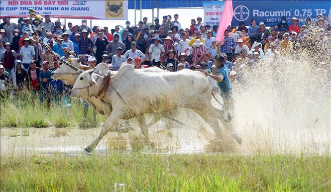 Các đôi bò tranh tài quyết liệt ở vòng chung kết. Ảnh: Công Mạo-TTXVN