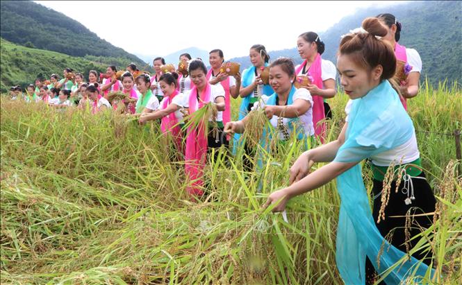 Nghi thức hái lúa trên cánh đồng. Ảnh: Nguyễn Oanh-TTXVN