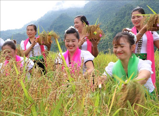 Phụ nữ Thái vui vẻ khi hái lúa, biểu hiện cho mùa màng tươi tốt, bội thu. Ảnh: Nguyễn Oanh-TTXVN