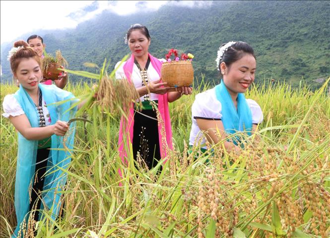 Khi hái lúa phải hái cả bông lúa và lá lúa, có như vậy hồn lúa mới hài lòng và thể hiện lòng cảm tạ Thần nông đã bảo vệ cây lúa trổ bông tươi tốt. Ảnh: Nguyễn Oanh-TTXVN