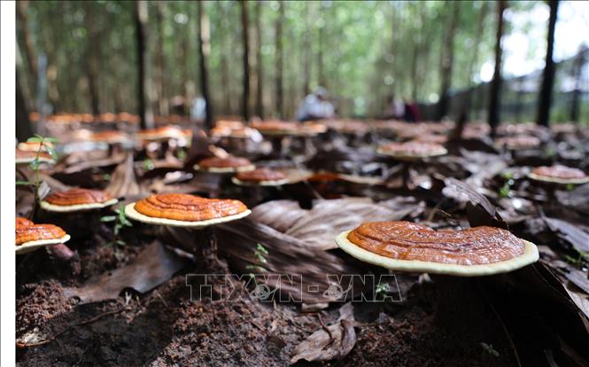 Nấm Linh chi đỏ trồng dưới tán rừng keo của Hợp tác xã Nấm dược liệu Chư Yang Sin sinh trưởng và phát triển tốt. Ảnh: Tuấn Anh – TTXVN