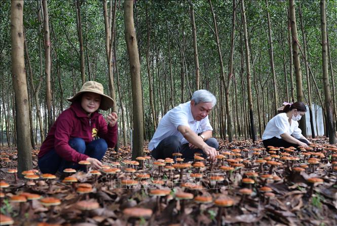 Thành viên Hợp tác xã chăm sóc nấm Linh chi đỏ dưới tán rừng. Ảnh: Tuấn Anh – TTXVN