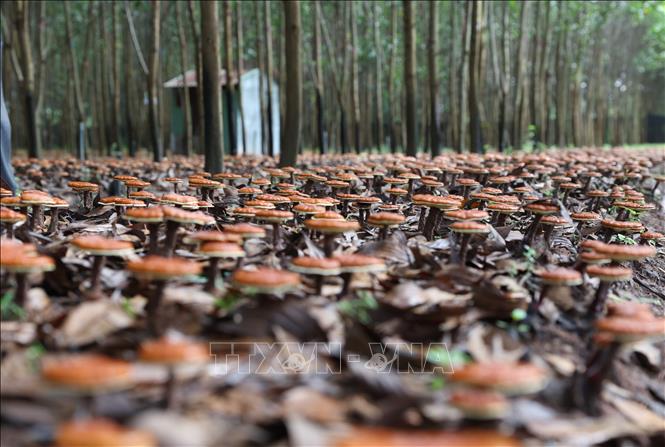 Nấm Linh chi đỏ trồng dưới tán rừng keo của Hợp tác xã Nấm dược liệu Chư Yang Sin sinh trưởng và phát triển tốt. Ảnh: Tuấn Anh – TTXVN