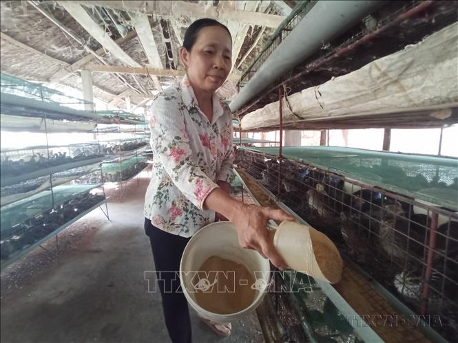 Từ nguồn vốn vay ưu đãi, nhiều hộ gia đình tại tỉnh Bến Tre có điều kiện phát triển kinh tế, thoát nghèo bền vững. Ảnh: Huỳnh Phúc Hậu - TTXVN