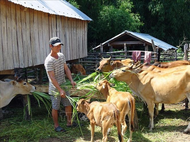 Từ nguồn vốn vay ưu đãi của Ngân hàng chính sách xã hội, gia đình anh HVing H Điếp tại buôn Học, xã Krông Pa, huyện Sơn Hòa (Phú Yên) đã thoát nghèo nhờ chăn nuôi bò sinh sản. Ảnh: Xuân Triệu - TTXVN