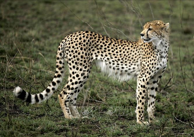 Báo gepa tại vườn quốc gia Serengeti  ở Tanzania. Ảnh: AFP/TTXVN