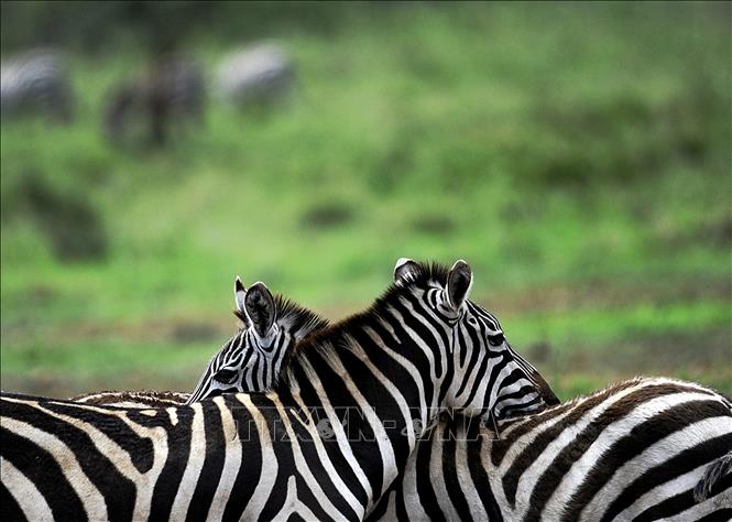 Ngựa vằn  tại vườn quốc gia Serengeti ở Tanzania. Ảnh: AFP/TTXVN