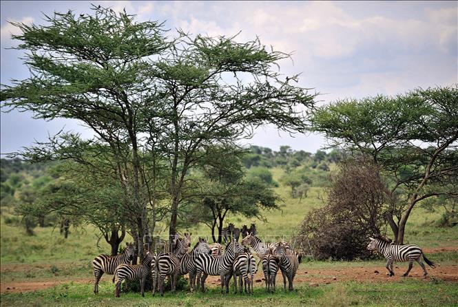 Ngựa vằn  tại vườn quốc gia Serengeti ở Tanzania. Ảnh: AFP/TTXVN