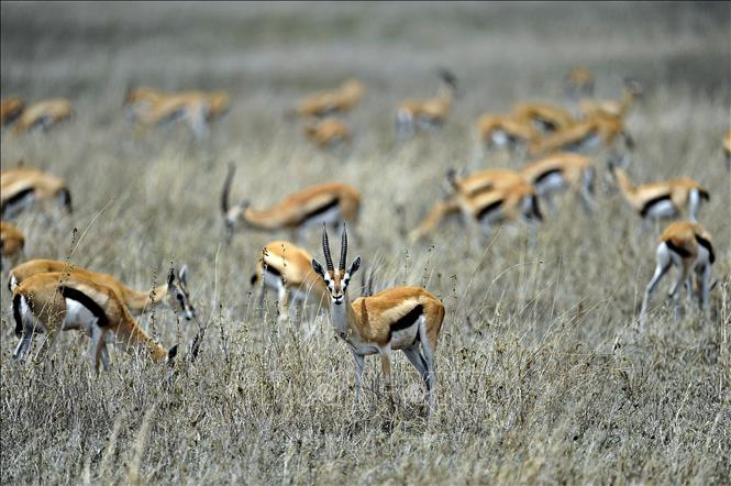Linh dương đầu bò tại vườn quốc gia Serengeti ở Tanzania. Ảnh: AFP/TTXVN