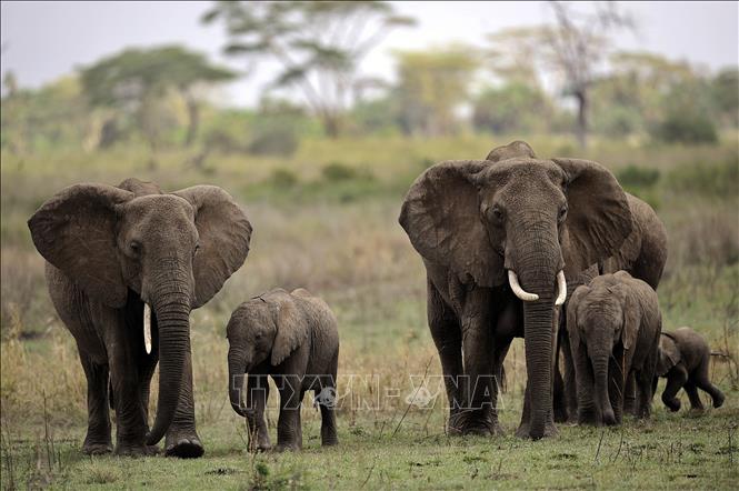 Một đàn voi tại vườn quốc gia Serengeti ở Tanzania. Ảnh: AFP/TTXVN
