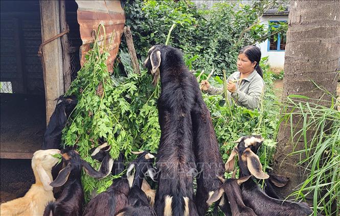 Người dân xã Gào, thành phố Pleiku chăm lo phát triển kinh tế. Ảnh: Hoài Nam - TTXVN