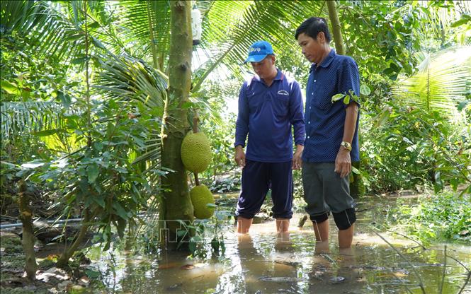 Khoảng 150 ha ruộng, vườn ở huyện Tháp Mười (Đồng Tháp) bị ngập nước - Ảnh thời sự trong nước - Văn hoá & Xã hội - Thông tấn xã Việt Nam (TTXVN)