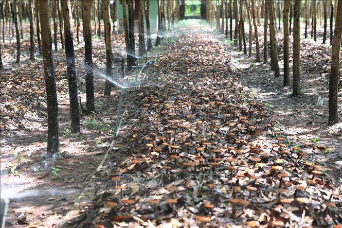 Mist irrigation system helps keep the mushroom moist and improve yield of dipterocarp forest. VNA Photo: Tuấn Anh