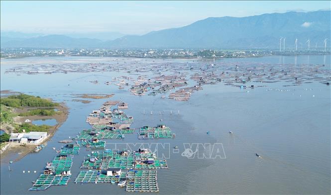 Mô hình nuôi hàu Thái Bình Dương và các loại cá biển trong lồng bè tại vùng biển Đầm Nại (huyện Ninh Hải, Ninh Thuận). Ảnh: Nguyễn Thành – TTXVN