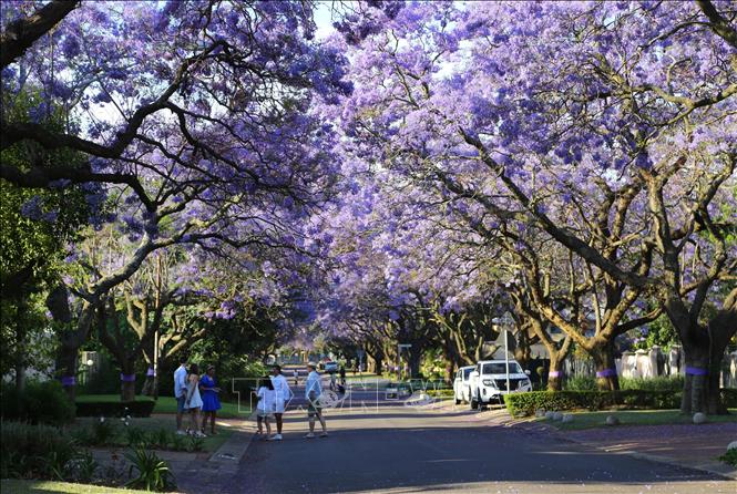 Người dân thủ đô Pretoria thích thú chụp ảnh cùng hàng cây Jacaranda tím. Ảnh: Hồng Minh - PV TTXVN tại Nam Phi