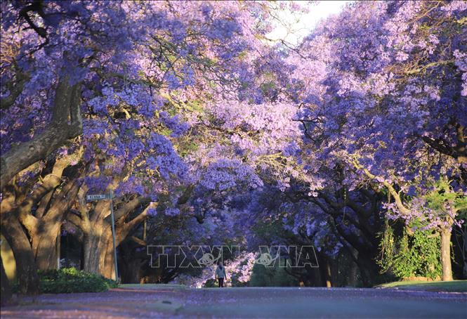 Thời điểm giữa tháng 10 là lúc hoa phượng tím (Jacaranda) nở rộ trên hầu hết các con đường ở thủ đô Pretoria. Ảnh: Hồng Minh - PV TTXVN tại Nam Phi