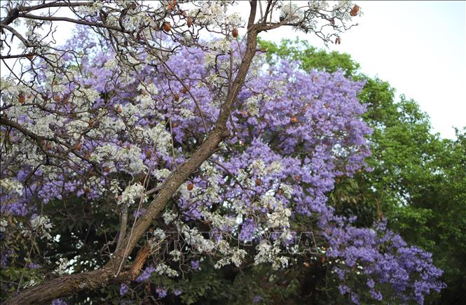 Thủ đô Pretoria có khoảng 70.000 cây Jacaranda tím nhưng chỉ có khoảng 100 cây Jacaranda trắng, tập trung ở trên phố Herbert Baker. Ảnh: Hồng Minh - PV TTXVN tại Nam Phi