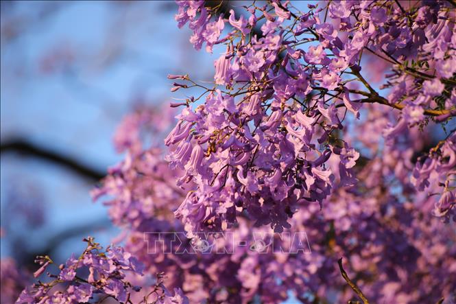 Hoa Jacaranda tím là biểu tượng của thủ đô Pretoria, Nam Phi. Ảnh: Hồng Minh - PV TTXVN tại Nam Phi