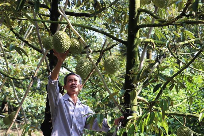 Nông dân Tiền Giang bội thu vụ sầu riêng trái mùa - Ảnh thời sự