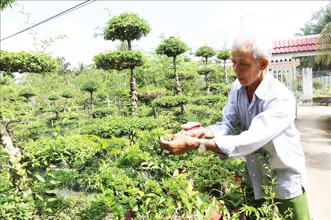 Nghệ nhân Trương Hoàng Thanh chăm sóc vườn mai chiếu thủy có giá trị hơn tỷ đồng. Ảnh: Hữu Chí - TTXVN