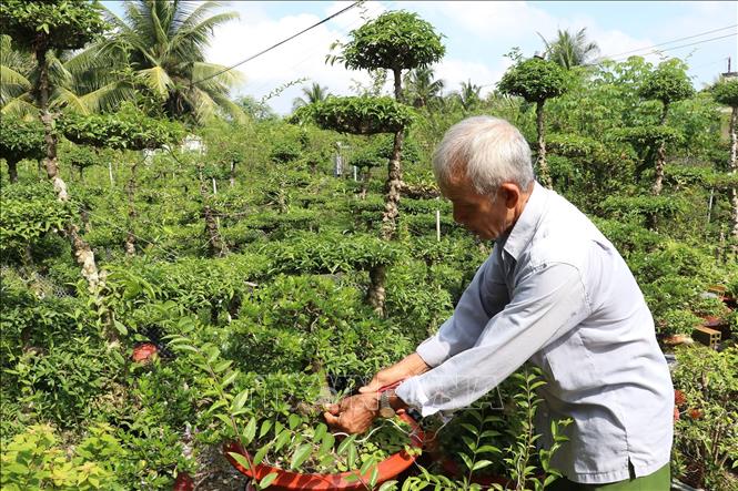 Nghệ nhân Trương Hoàng Thanh chăm sóc vườn mai chiếu thủy có giá trị hơn tỷ đồng. Ảnh: Hữu Chí - TTXVN
