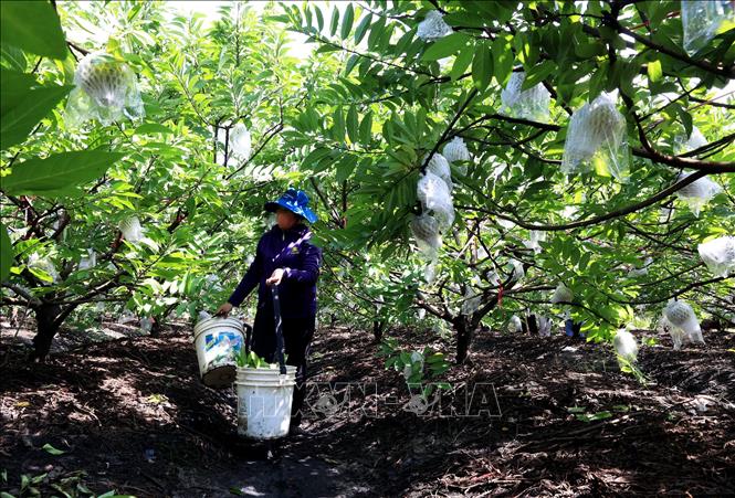 Người dân chăm sóc vườn cây ăn quả tại Tây Ninh. Ảnh: Hồng Đạt - TTXVN