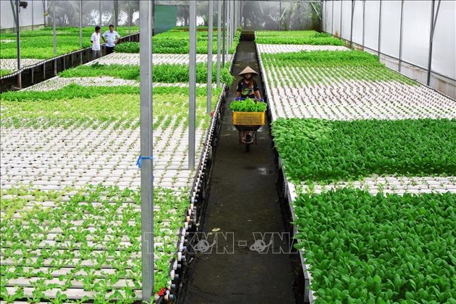 Ông Phạm Văn Biển đã đầu tư gần 2 tỉ đồng vào thực hiện mô hình trồng rau thủy canh theo hướng áp dụng khoa học, kỹ thuật vào sản xuất. Ảnh: Huỳnh Anh - TTXVN