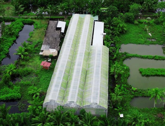 Vườn rau thuỷ canh với diện tích hơn 1.200 m2 của ông Phạm Văn Biển, ngụ xã An Xuyên, thành phố Cà Mau. Ảnh: Huỳnh Anh - TTXVN