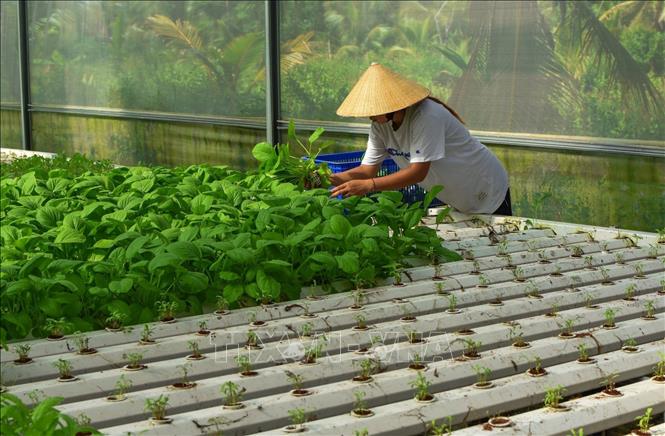 Nông dân tỉnh Cà Mau thay đổi phương thức canh tác theo hướng hiện đại, bền vững hơn. Ảnh: Huỳnh Anh - TTXVN