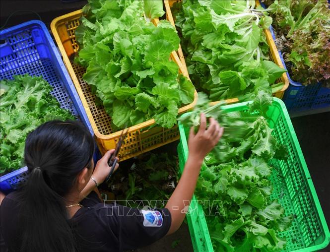 Mỗi tháng, cơ sở trồng rau sạch của ông Phạm Văn Biển, xã An Xuyên, thành phố Cà Mau, cung ứng ra thị trường hơn 4 tấn rau các loại, cho lợi nhuận bình quân 100 triệu đồng. Ảnh: Huỳnh Anh - TTXVN