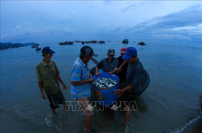 Ngư dân vận chuyển hải sản đánh bắt được vào bờ bằng thúng chai. Ảnh: Trần Lê Lâm – TTXVN 
