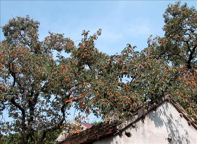 Vườn hồng ở xã Nam Anh, huyện Nam Đàn (Nghệ An). Ảnh: Văn Tý - TTXVN