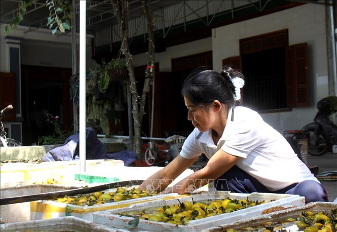 Hồng sau khi thu hoạch được ngâm nước trước khi ủ chín. Ảnh: Văn Tý - TTXVN