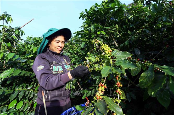 Harvesting coffee in Chieng Pha commune in Thuan Chau district. VNA Photo: Quang Quyết