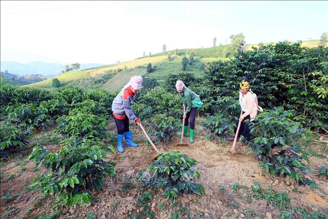 A coffee plantation in Phong Lap commune, Thuan Chau district. VNA Photo: Quang Quyết