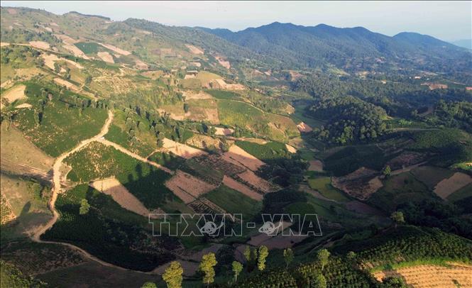 A coffee plantation in Phong Lap commune, Thuan Chau district. VNA Photo: Quang Quyết