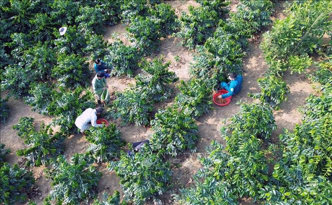 Harvesting coffee in Chieng Pha commune, Thuan Chau district. VNA Photo: Quang Quyết