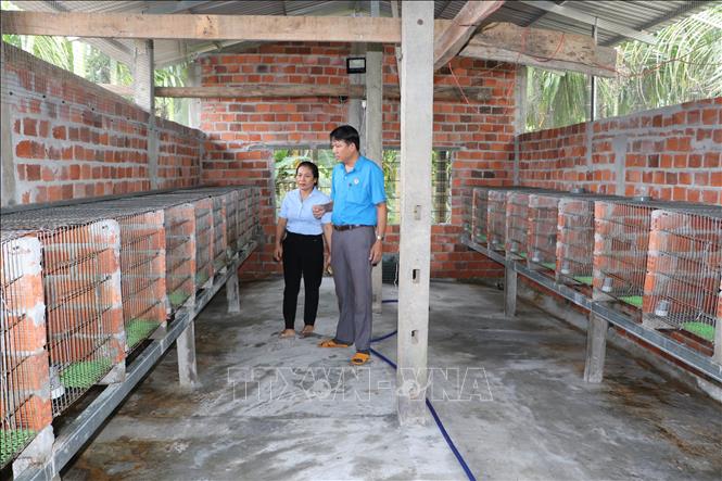 Mô hình nuôi chồn hương tại Quảng Ngãi. Ảnh: Đinh Hương - TTXVN