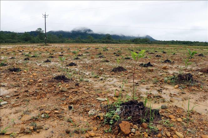 The A So airport is cleared from dioxin contamination for plant growing. VNA Photo: Đỗ Trưởng 